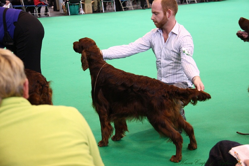 Crufts2011 610.jpg